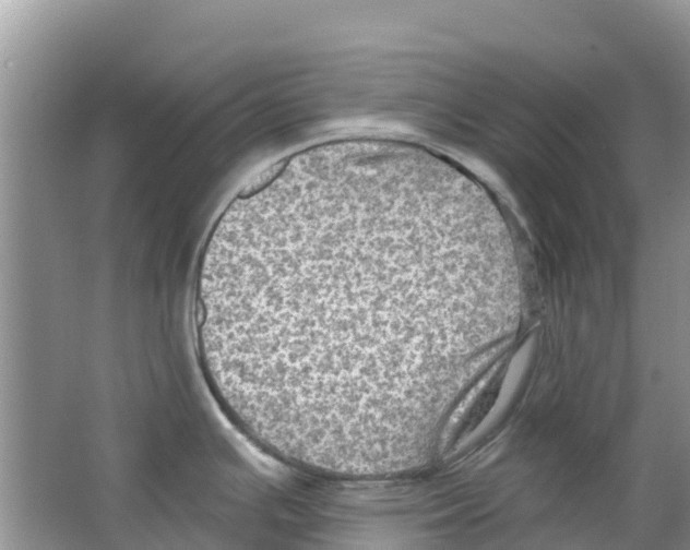 X0000063531391200602172231