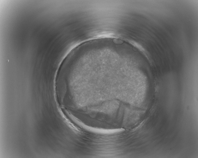 X0000063531423200602172230