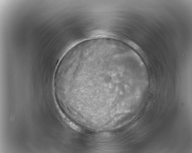 X0000063531431200602172230