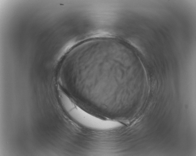 X0000063531455200602172229