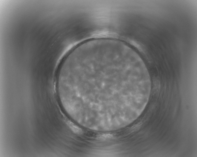 X0000063531462200602172229