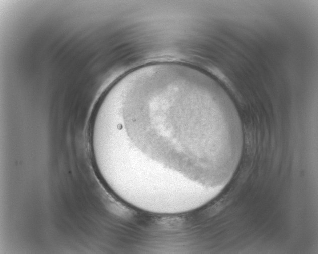 X0000063531466200602172229