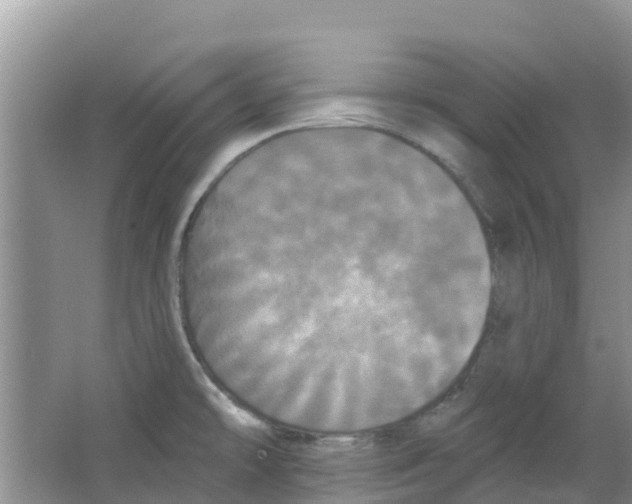 X0000063531478200602172229