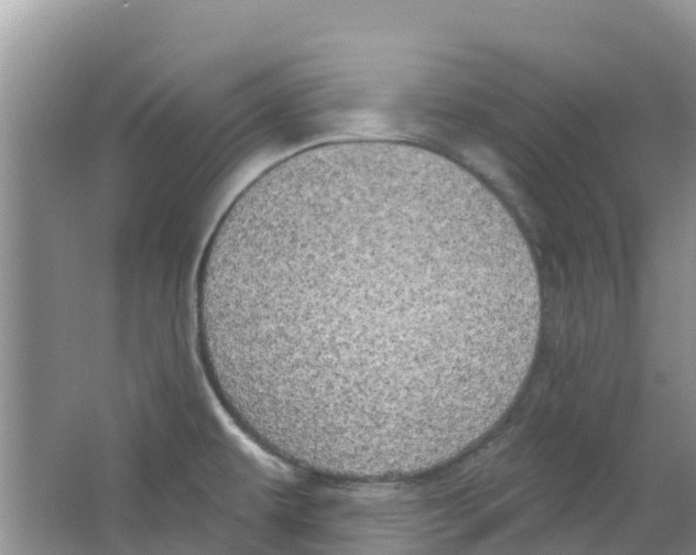 X0000063531479200602172229