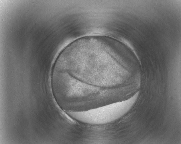 X0000063531480200602172229