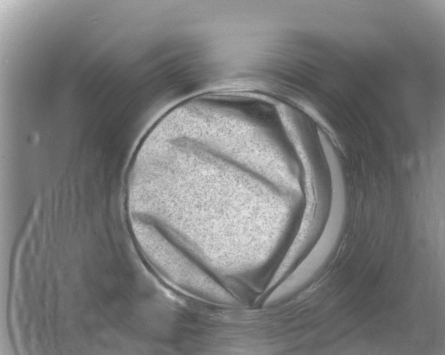 X0000063531484200602172229