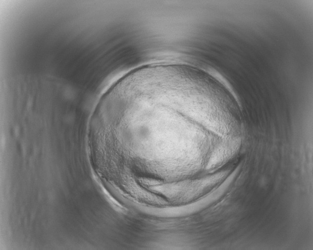 X0000063531485200602172229