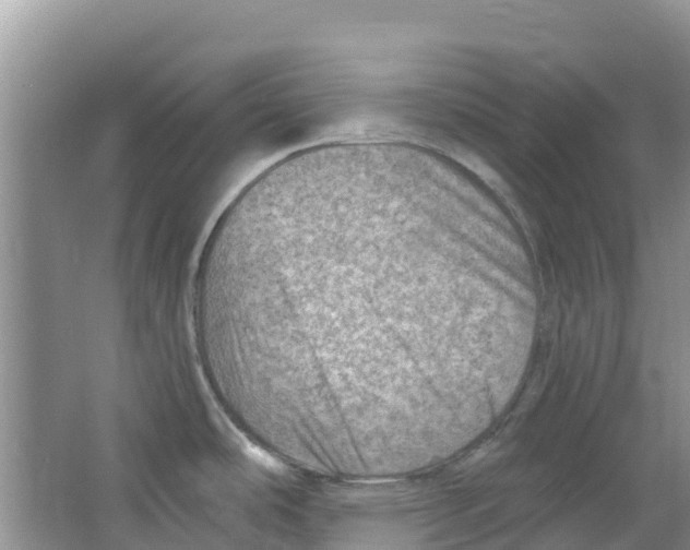 X0000063531486200602172229