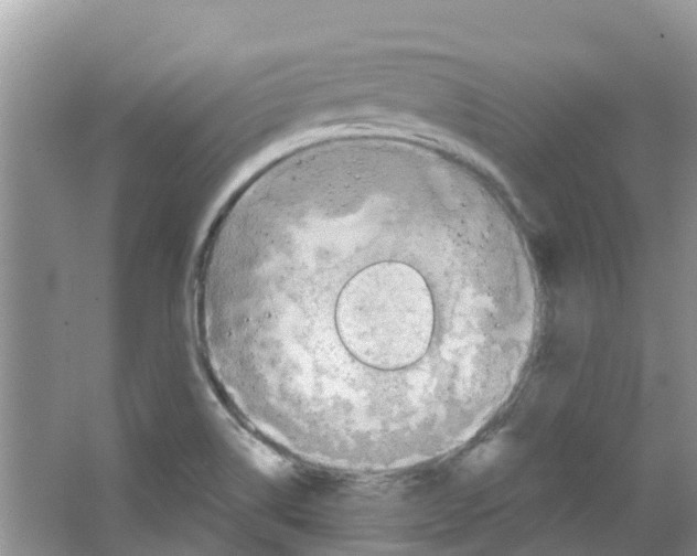 X0000063531514200602172228