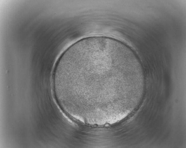 X0000063531517200602172228