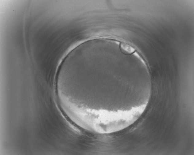 X0000063531525200602172229