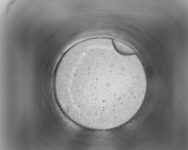 X0000063531526200602172229