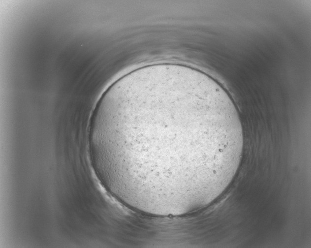 X0000063531534200602172229