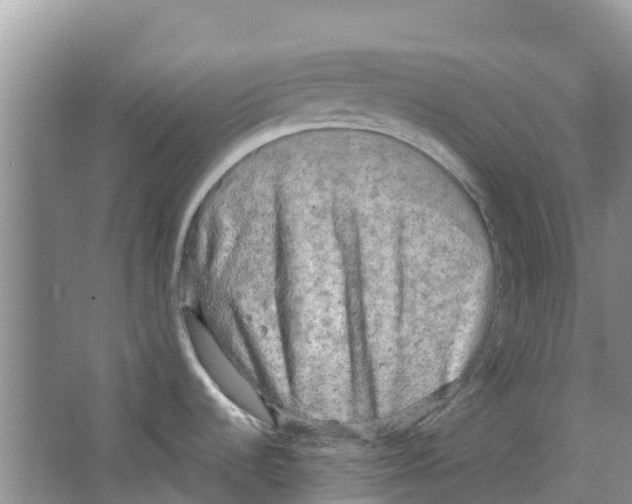 X0000063531536200602172229