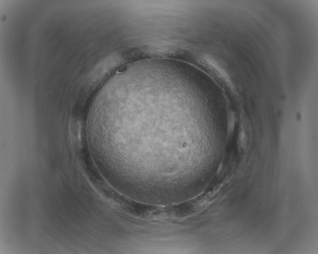 X0000064040115200601271212