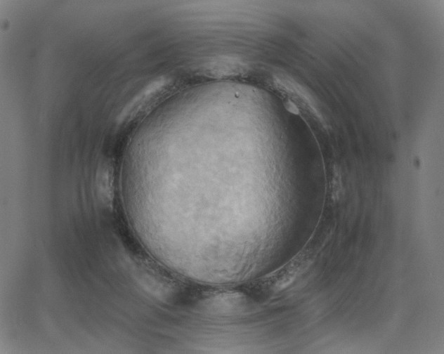 X0000064040210200601271210