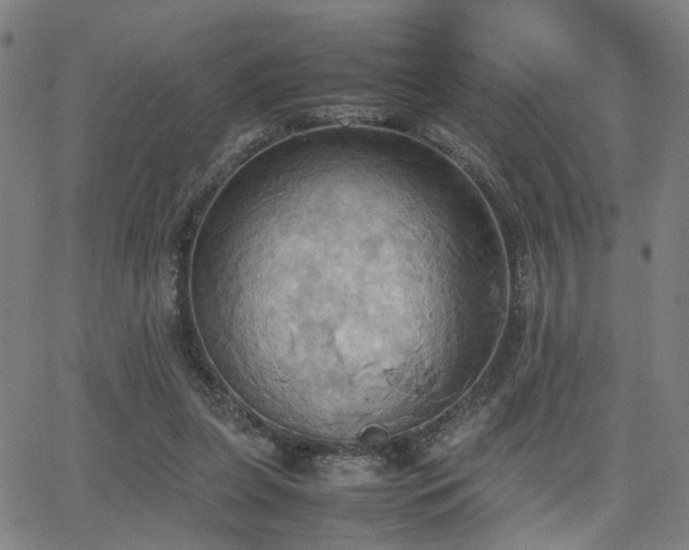 X0000064040255200601271209