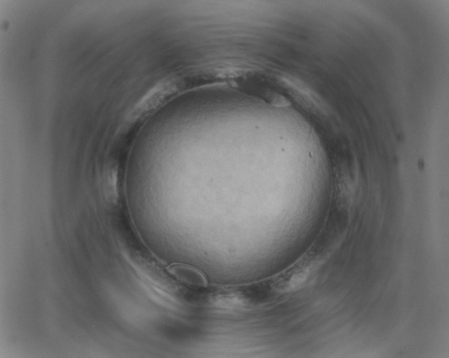 X0000064040262200601271209