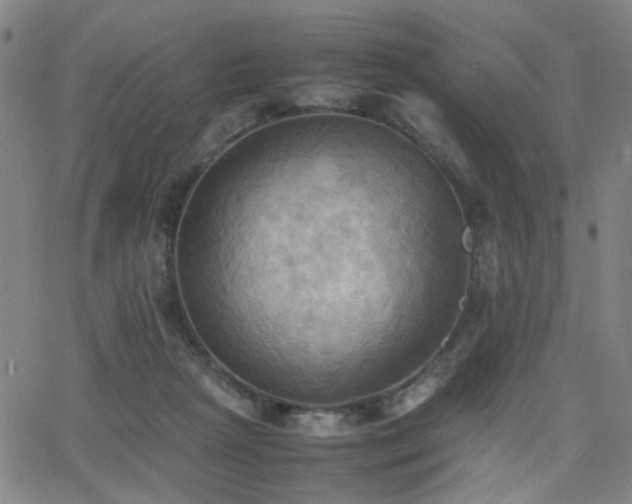 X0000064040265200601271209