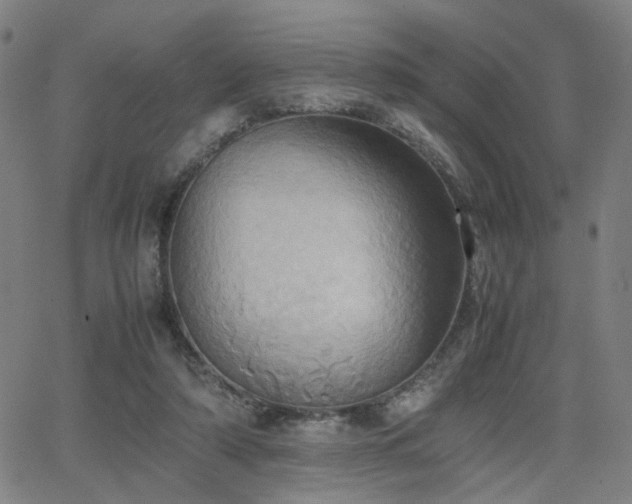 X0000064040306200601271209