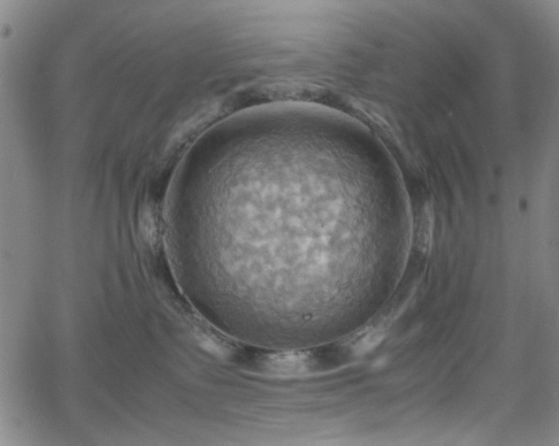 X0000064040335200601271208