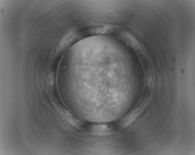 X0000064040374200601271208