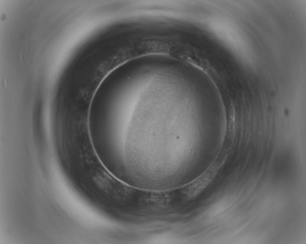 X0000064040383200601271208