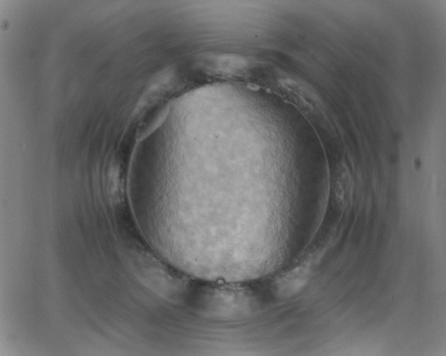 X0000064040420200601271207