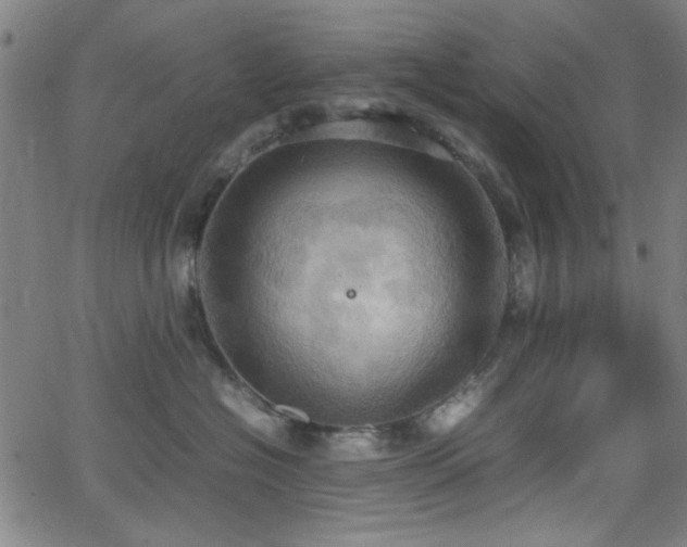 X0000064040574200601271205