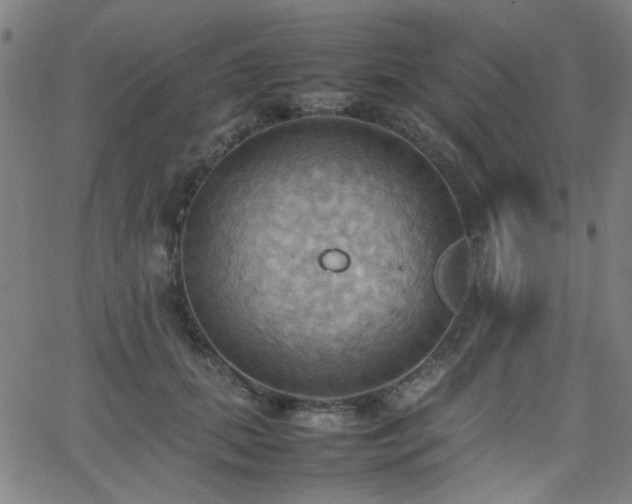 X0000064040655200601271203