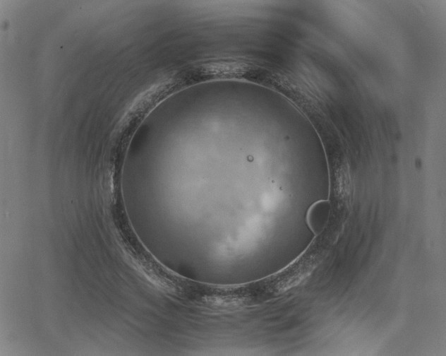 X0000064040733200601271201