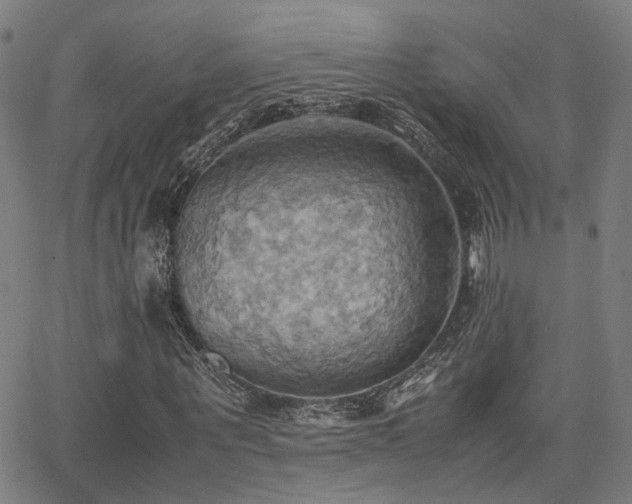 X0000064040867200601271159