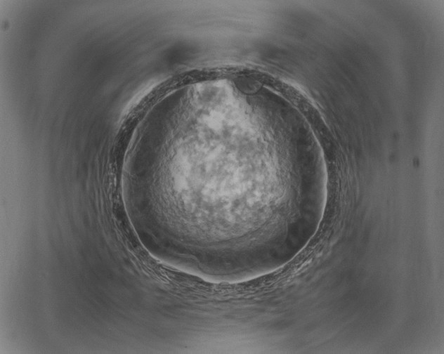 X0000064040871200601271159