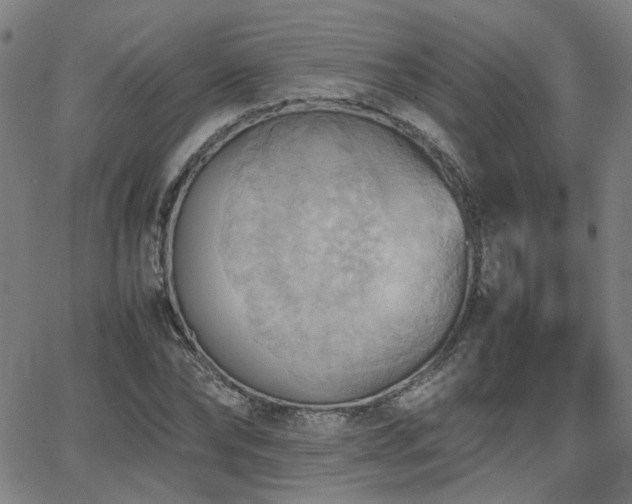 X0000064040878200601271159