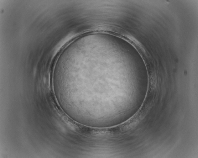 X0000064040886200601271159