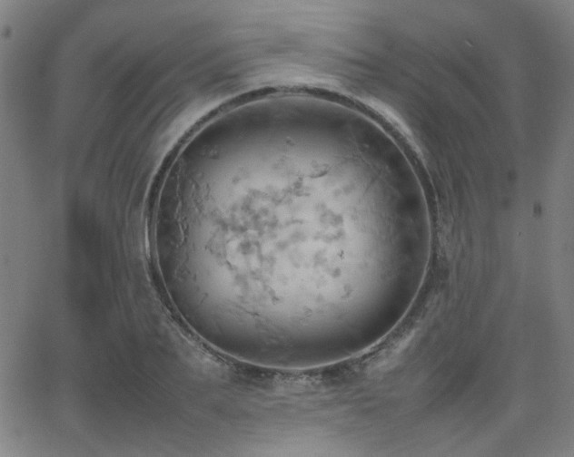 X0000064040887200601271159