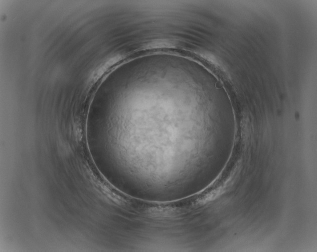 X0000064040929200601271158