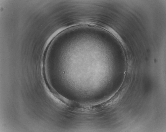 X0000064040955200601271159