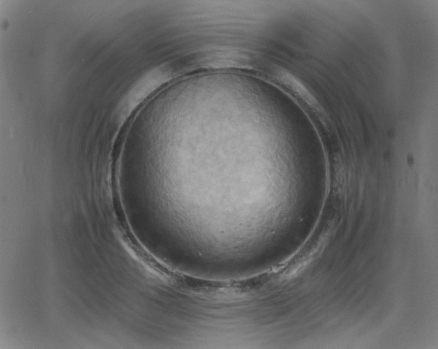 X0000064040986200601271158