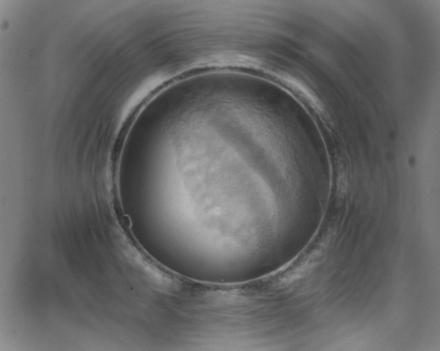 X0000064040990200601271157