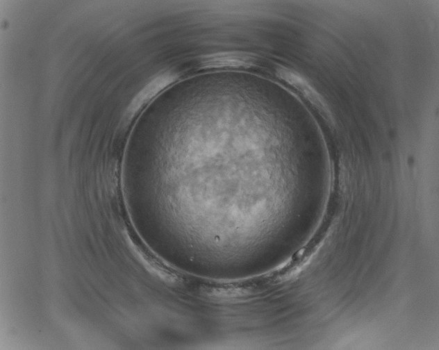 X0000064041233200601271154