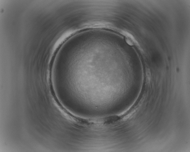 X0000064041424200601271151