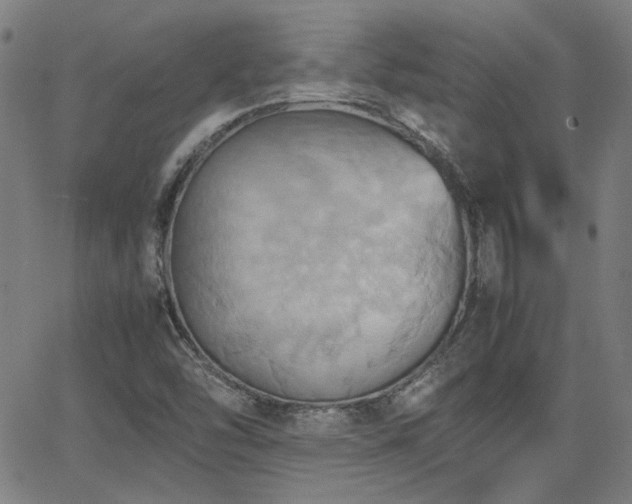 X0000064041454200601271150