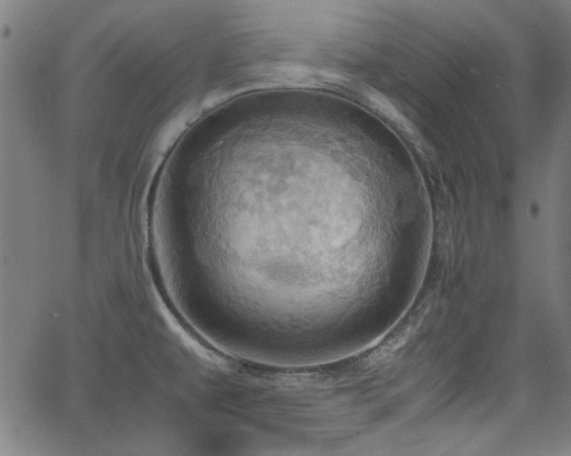 X0000064041479200601271150