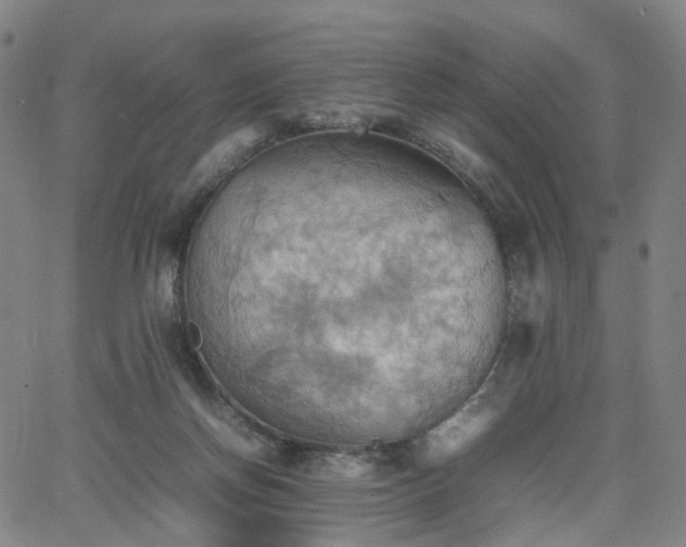 X0000064040166200601301157