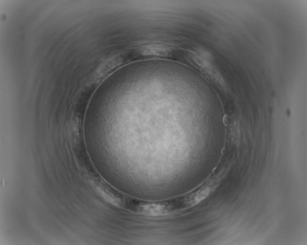 X0000064040265200601301156