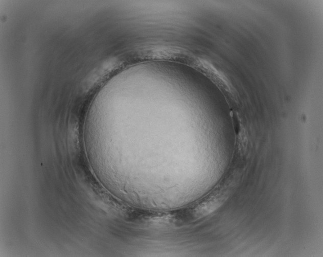 X0000064040306200601301155