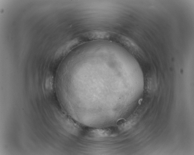 X0000064040326200601301155