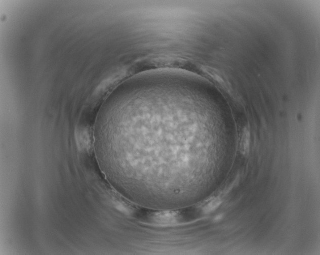 X0000064040335200601301155