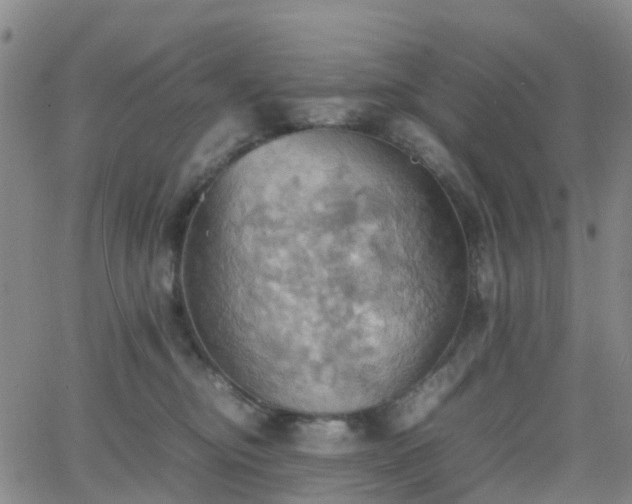 X0000064040374200601301154